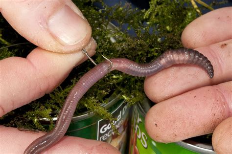 Best Worms for Bait Fishing.